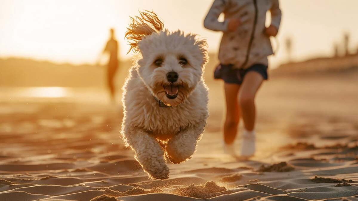 Compara Petplan con Segurcaixa