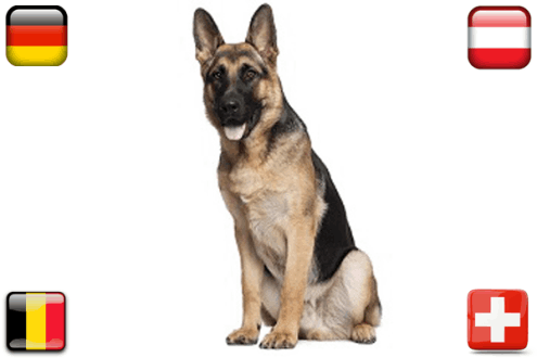 Pet Insurance in Spain