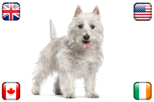 Pet Insurance in Spain