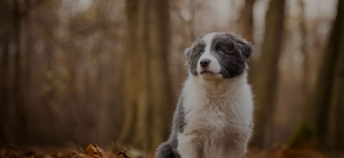 1-Border-Collie-puppy-woods-leaves-1920x1080