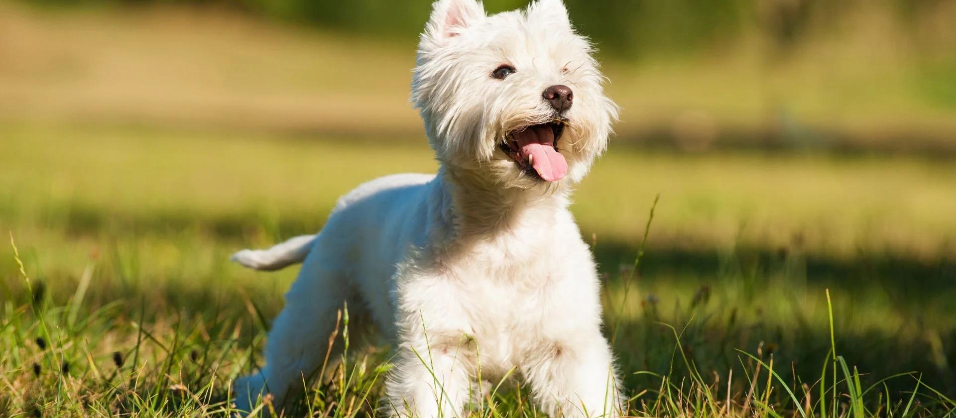 West Highland White Terrier: todos los cuidados que necesitas saber