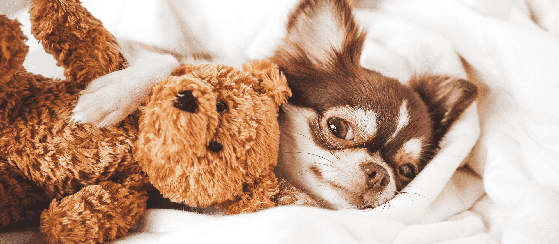 Chihuahua: todos los cuidados que necesitas saber
