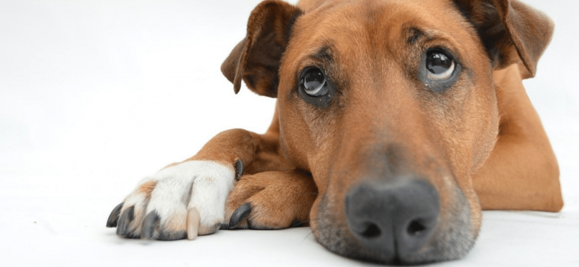 Razones por las que necesitas un seguro de mascotas