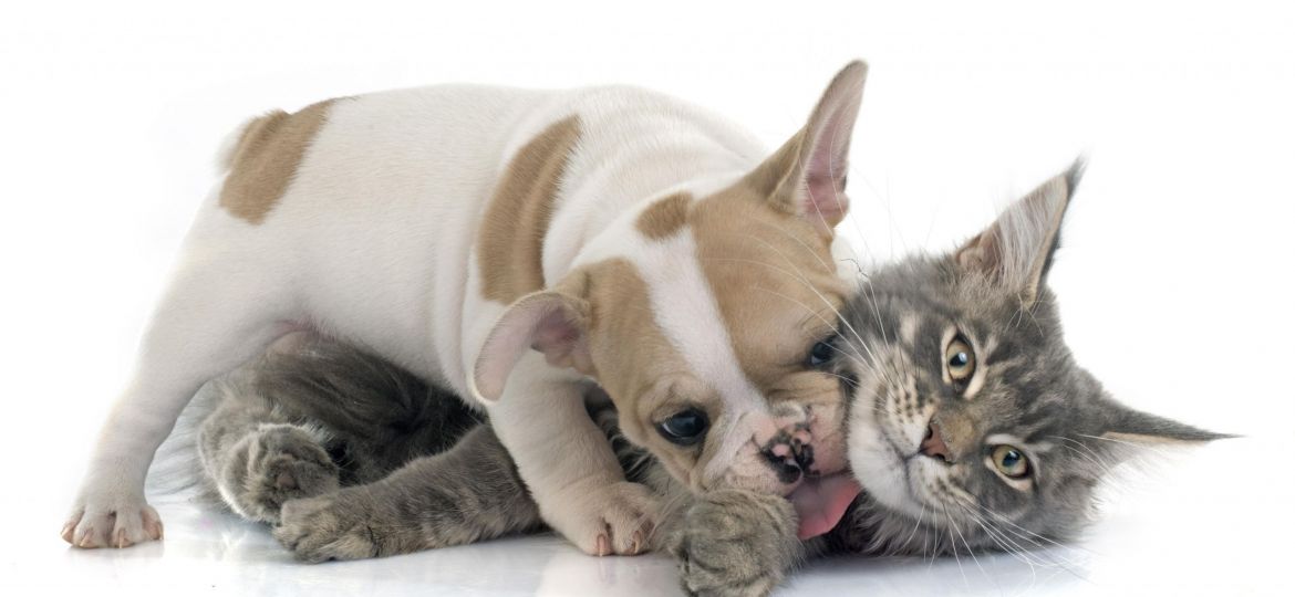 puppy-french-bulldog-and-cat-min