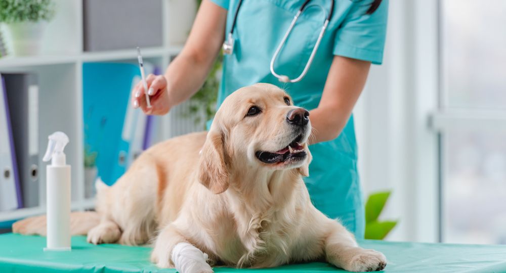 Veterinaria vacunando a una mascota en una clínica en España