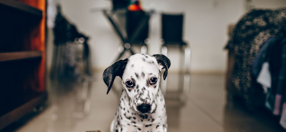 pexels-helena-lopes-3763312