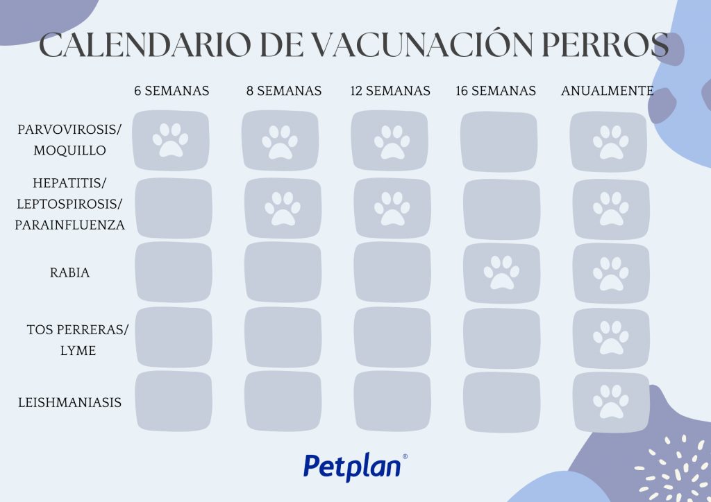 calendario vacunas mascota