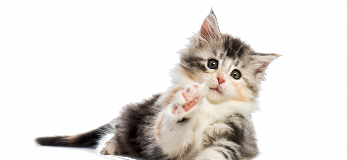 Gatito de ocho semanas levantando una pata