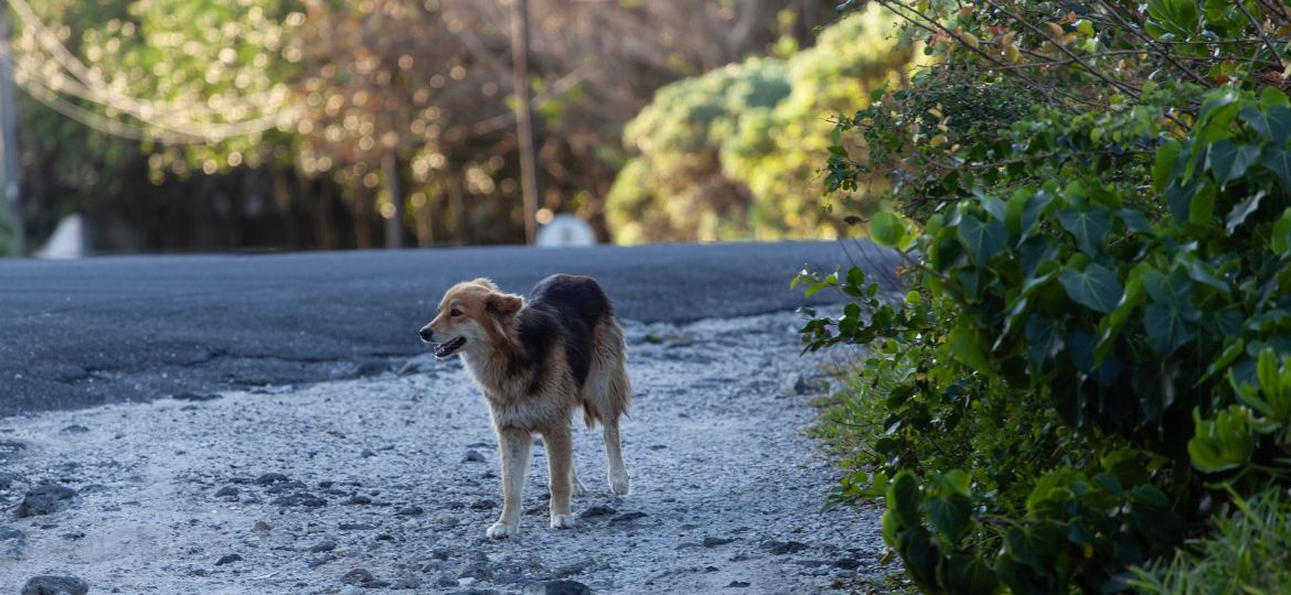 Perro perdido caminando solo por una carretera