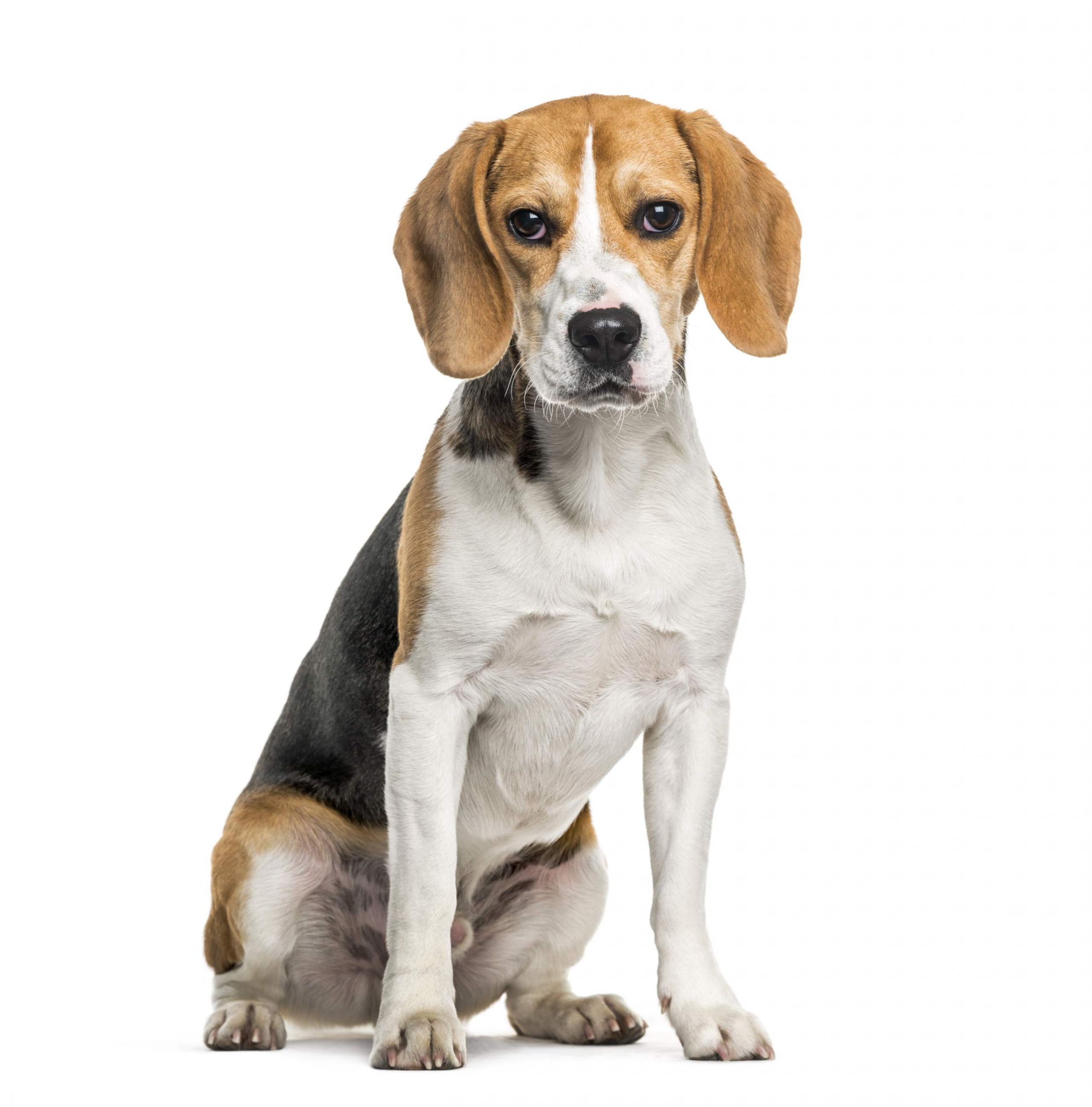 Beagle: Everything You Need to Know - Petplan, Europe's No. 1 in Pet ...