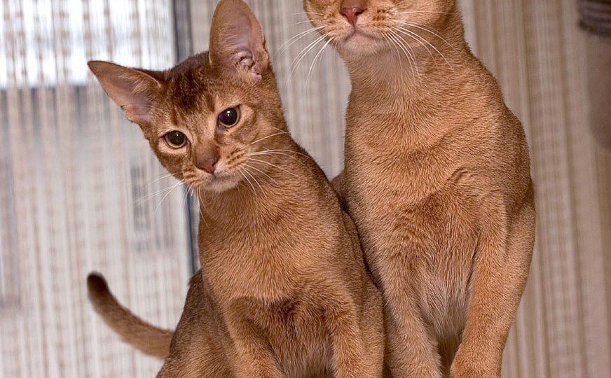 Gato Abisinio (Abyssinian)