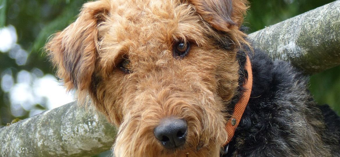 Airedale Terrier - raza de perro