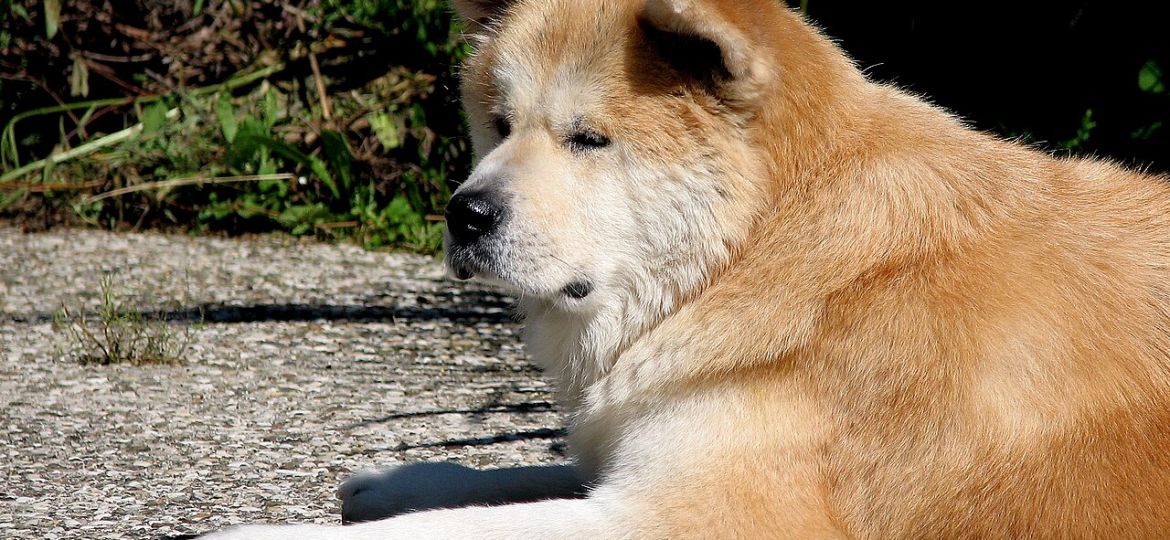 Akita Americano - raza de perro