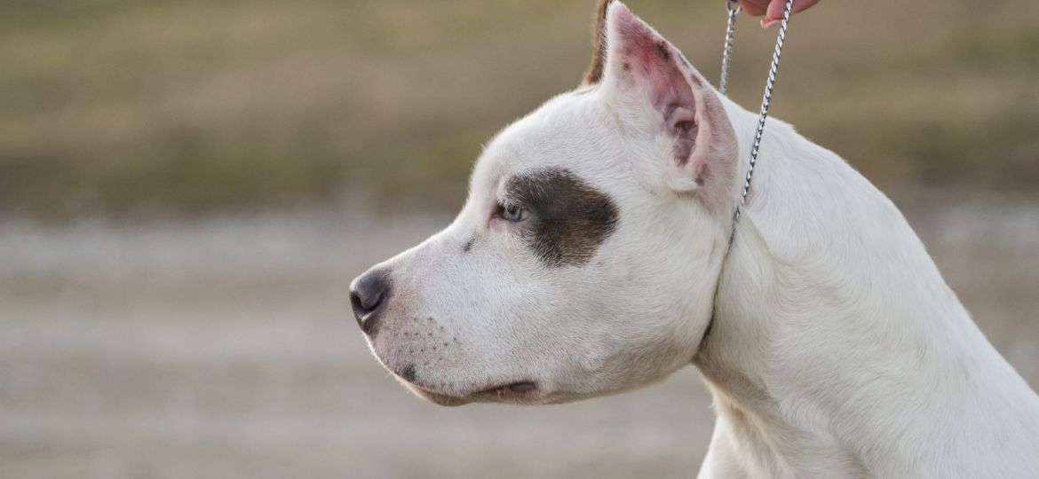 American Staffordshire Terrier - raza de perro