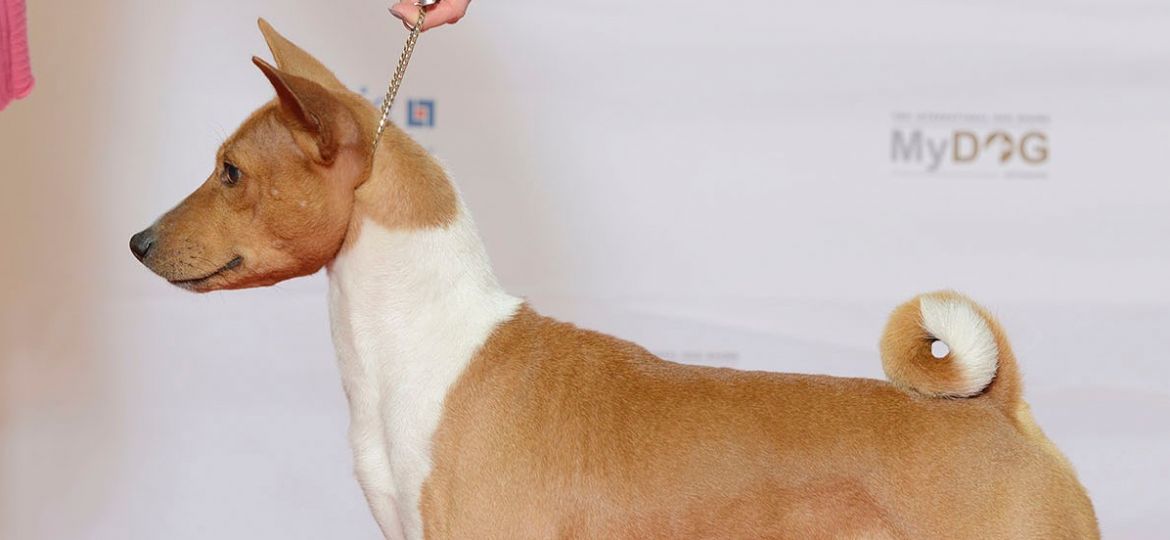 Basenji - raza de perro