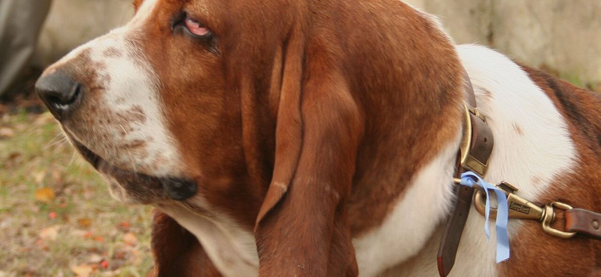 Basset Hound - raza de perro