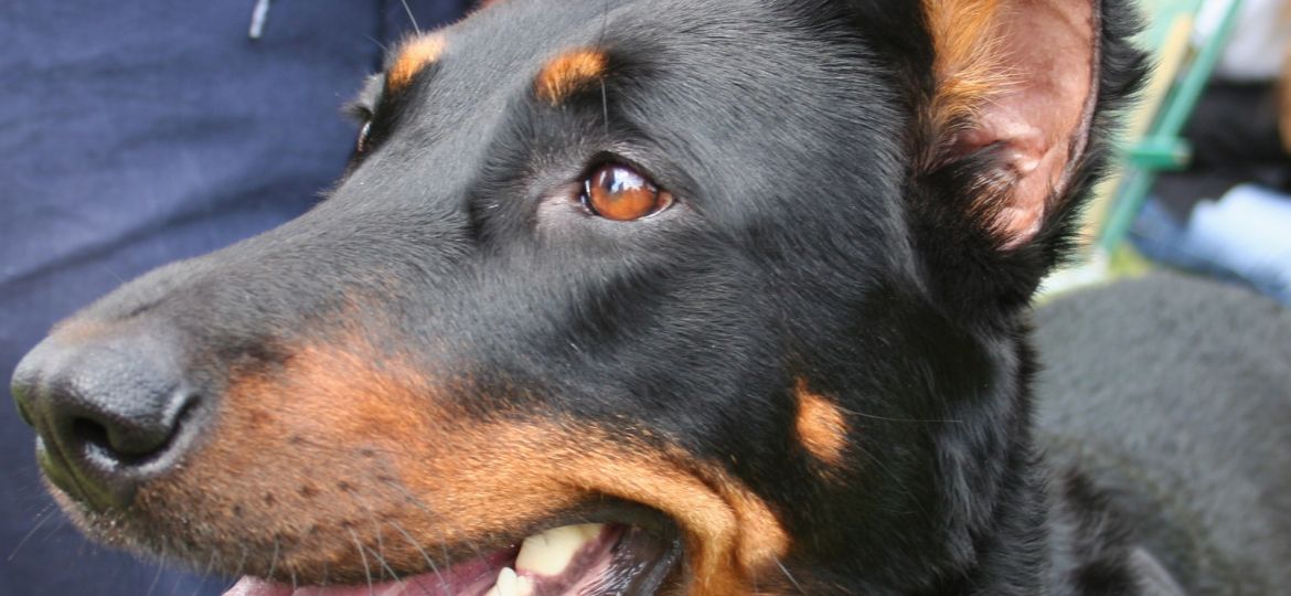 Beauceron
