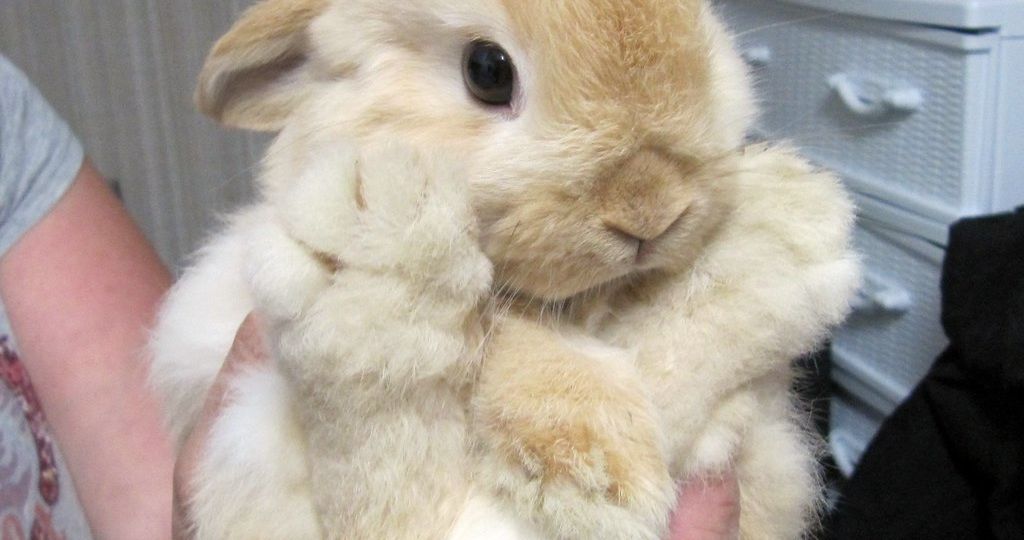 Conejo Belier Cachemir (Cashmere Lop)