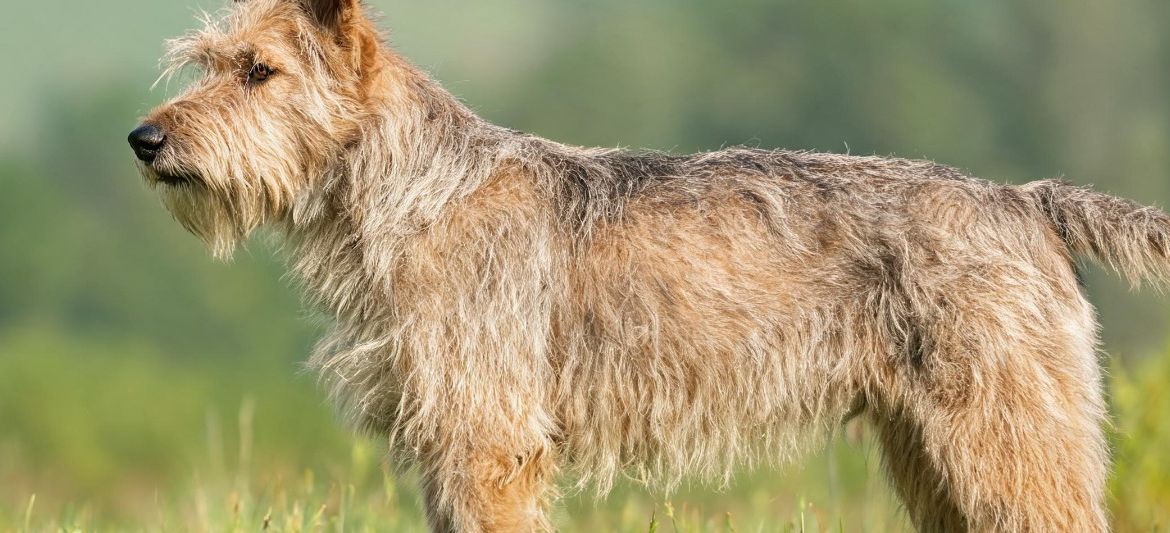 Berger Picard fawn brindle shaggy herding dog