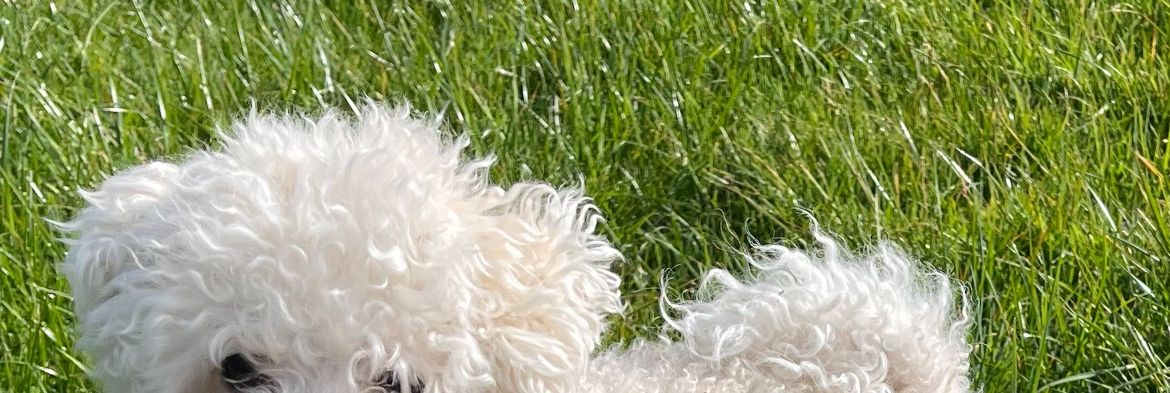 Bichón Boloñés