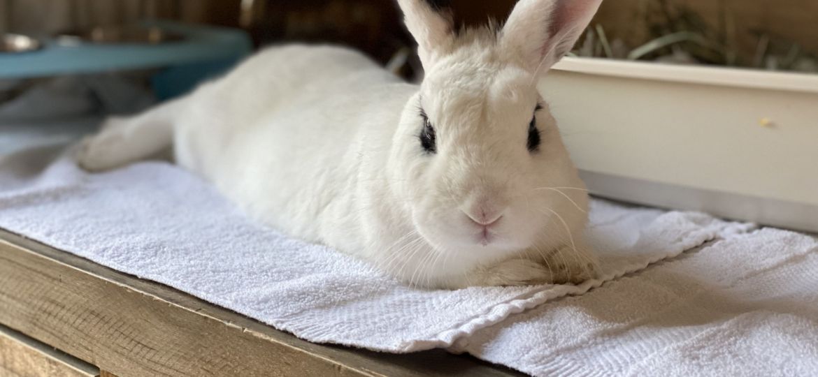 Conejo Blanc de Hotot