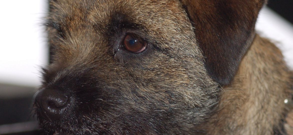 Border Terrier