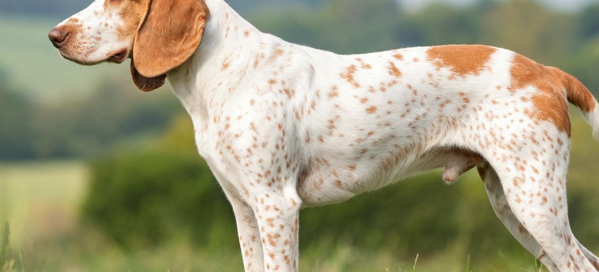 Braque Saint-Germain white orange pointer