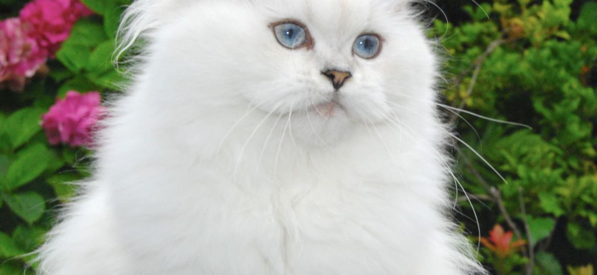 Gato Británico de pelo largo
