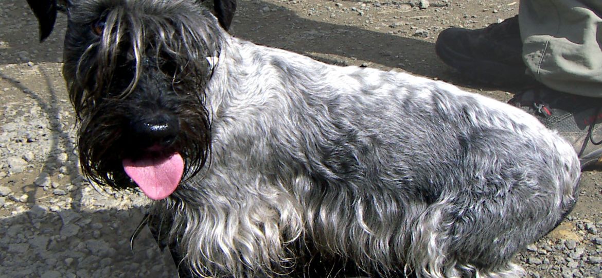 Cesky Terrier