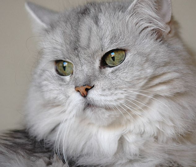 Gato Chinchilla (Chinchilla Persian)