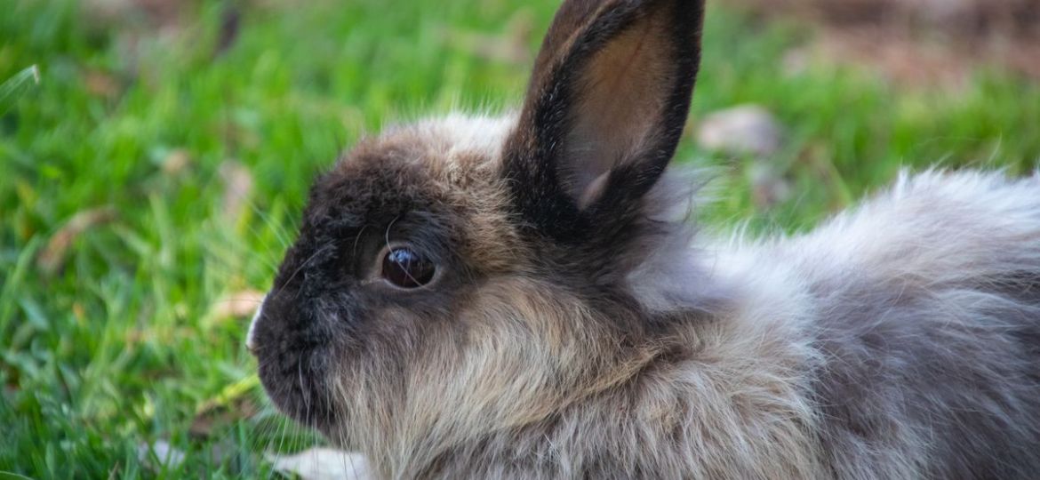 Conejo de Angora