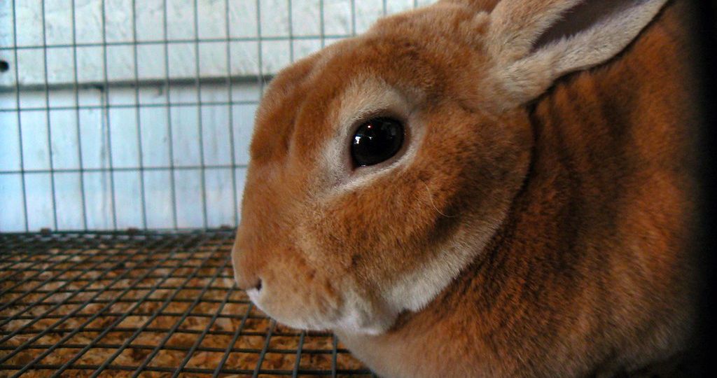 Conejo Rex Mini (Mini Rex)