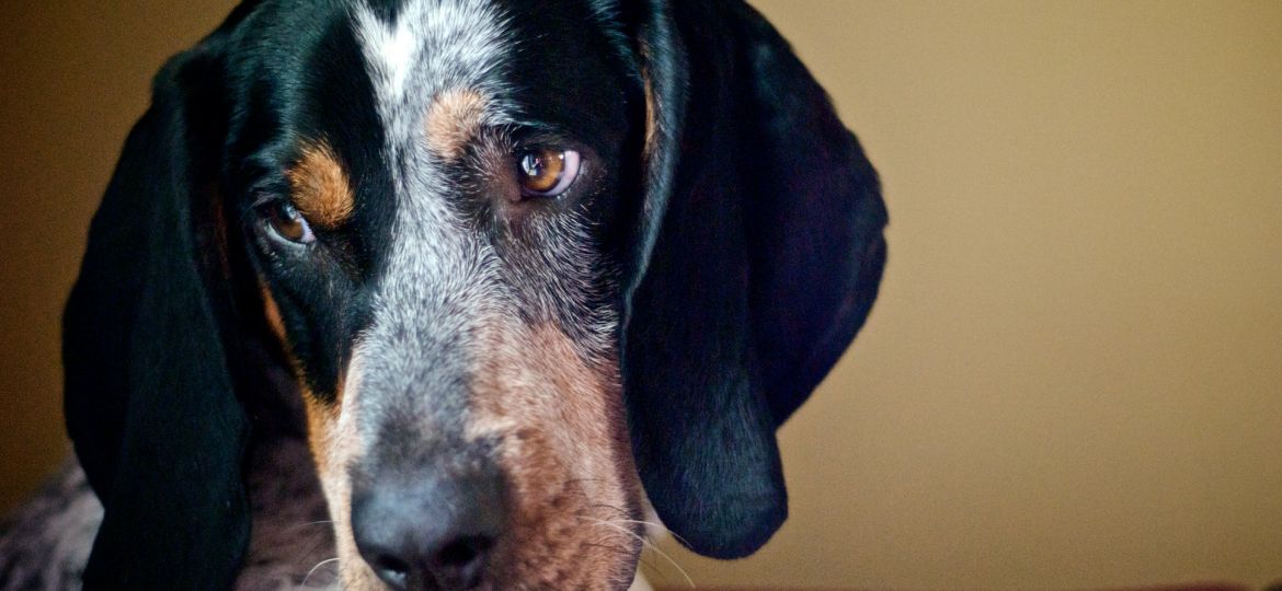 Coonhound Negro y Fuego