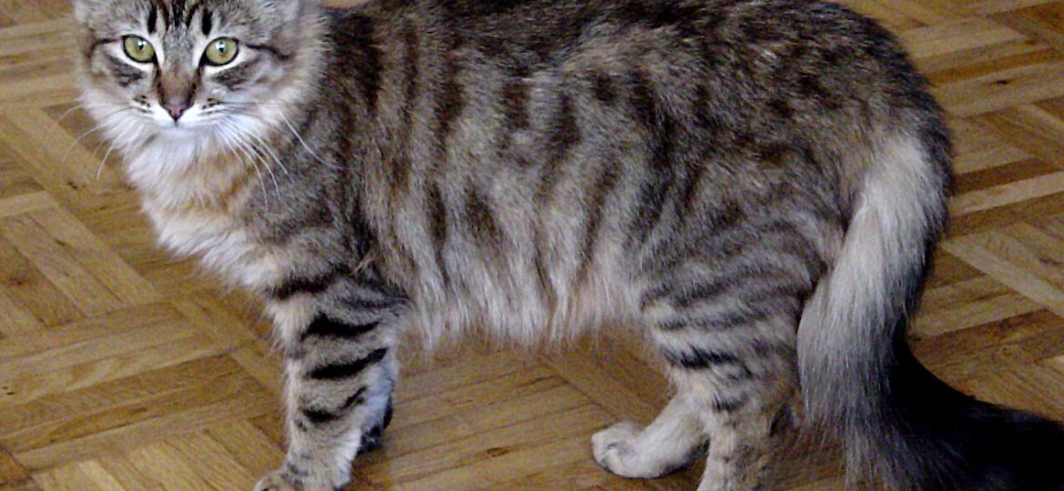 Gato Curl Americano (American Curl)