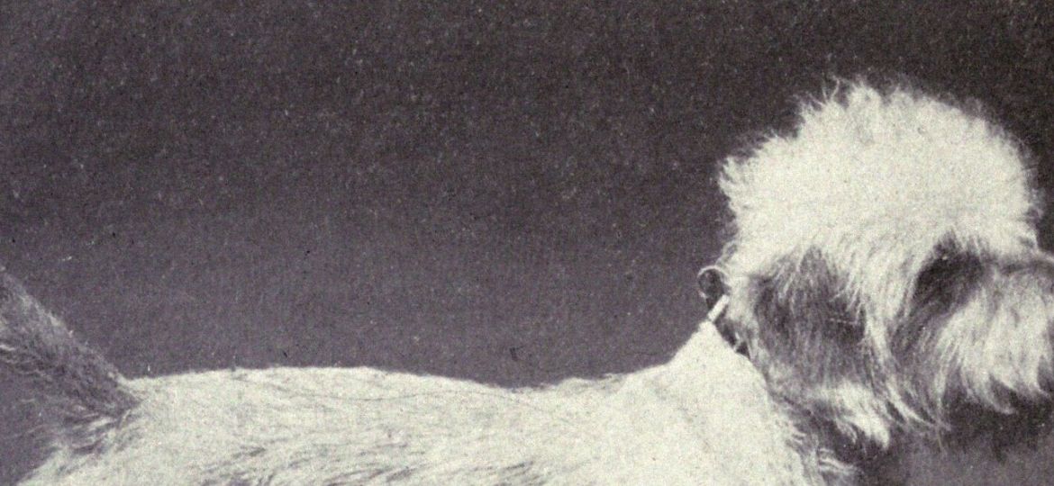 Dandie Dinmont Terrier