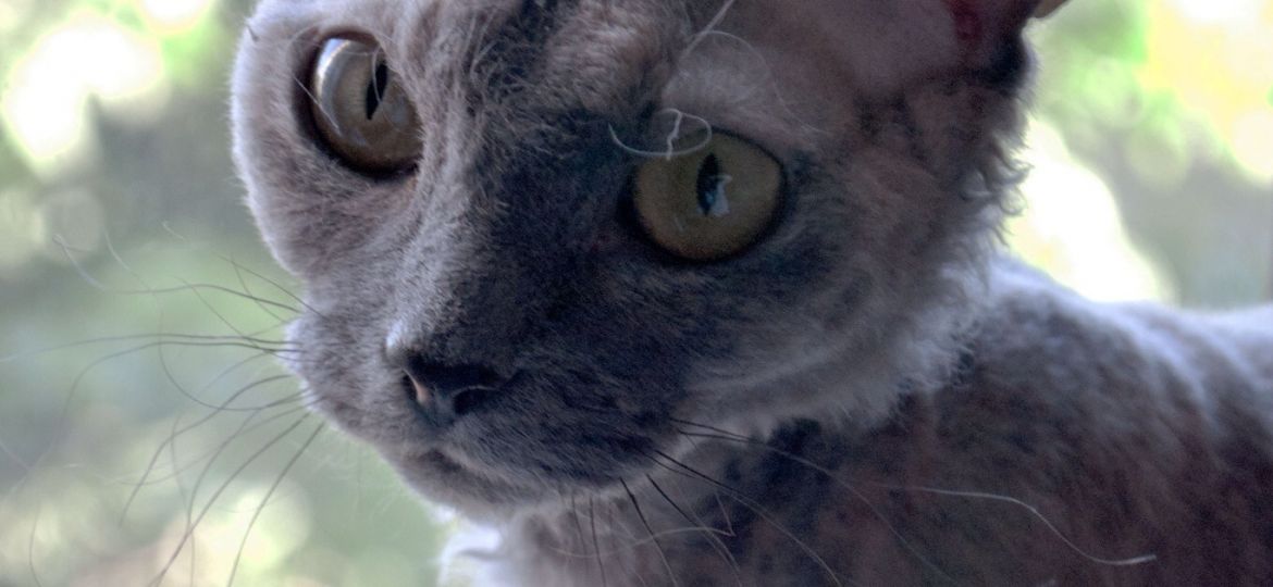 Gato Devon Rex