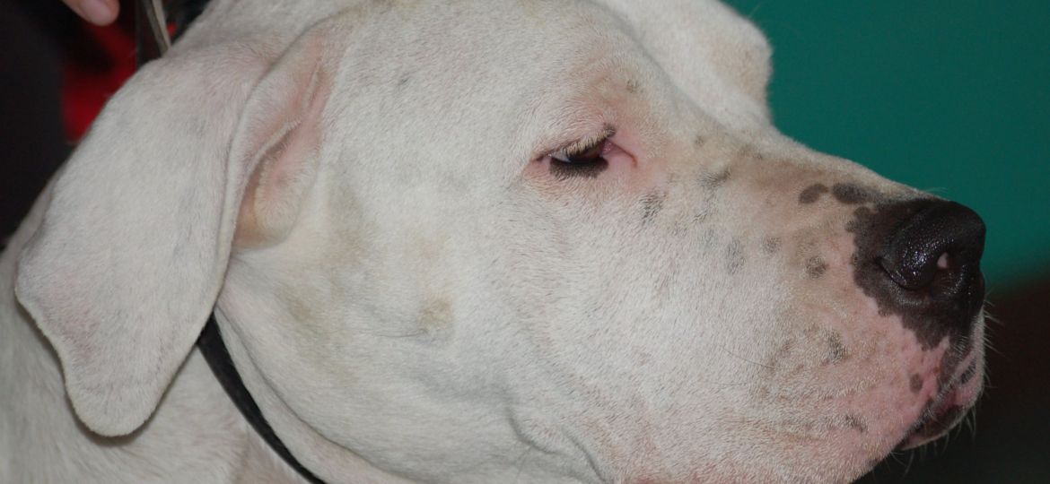 Dogo Argentino - raza de perro