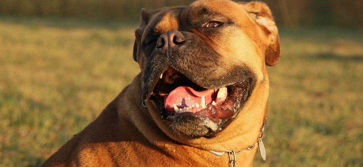 Dogo de Burdeos - raza de perro