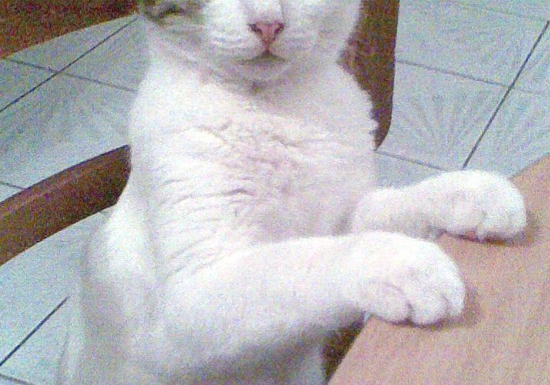 Gato Egeo (Aegean)