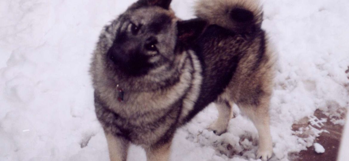 Elkhound Noruego