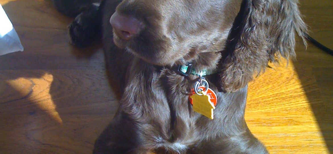 Field Spaniel
