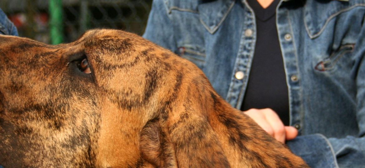 Fila Brasileño - raza de perro