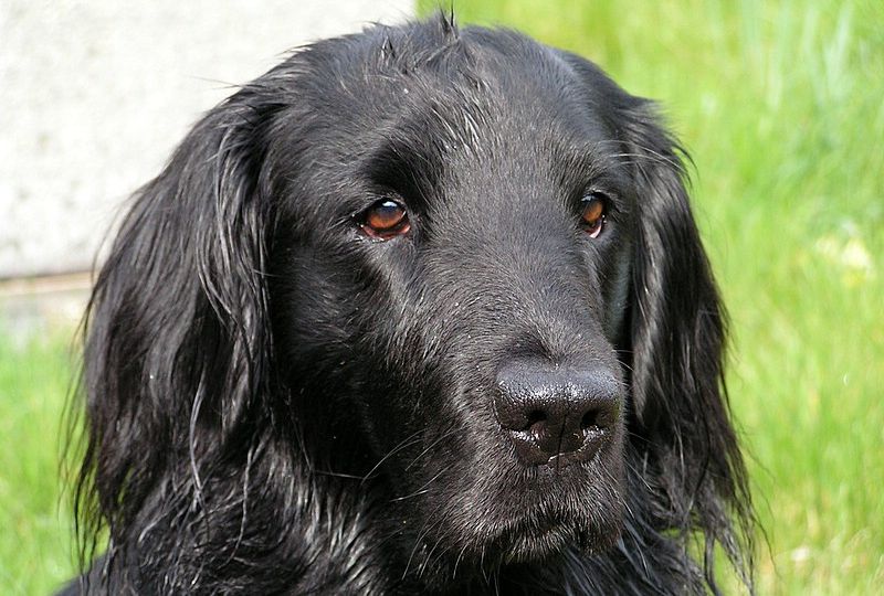Flat-Coated Retriever