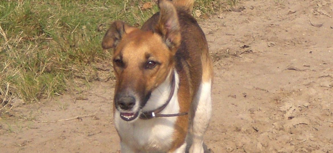 Fox Terrier de Pelo Liso
