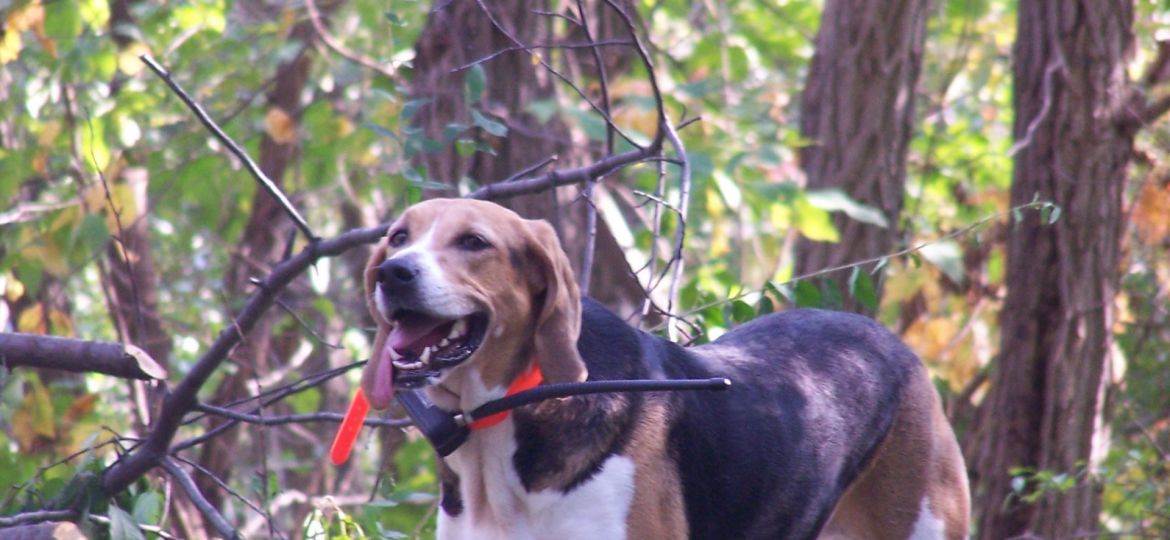 Foxhound Americano