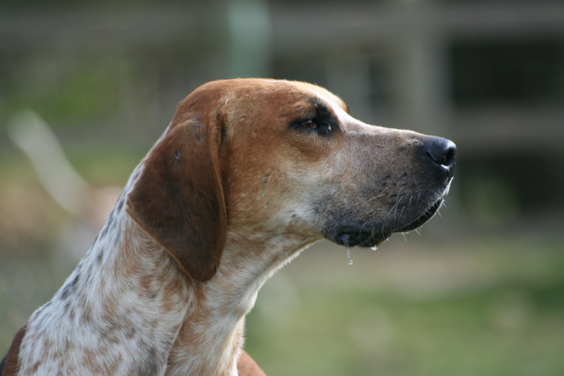 Foxhound Inglés