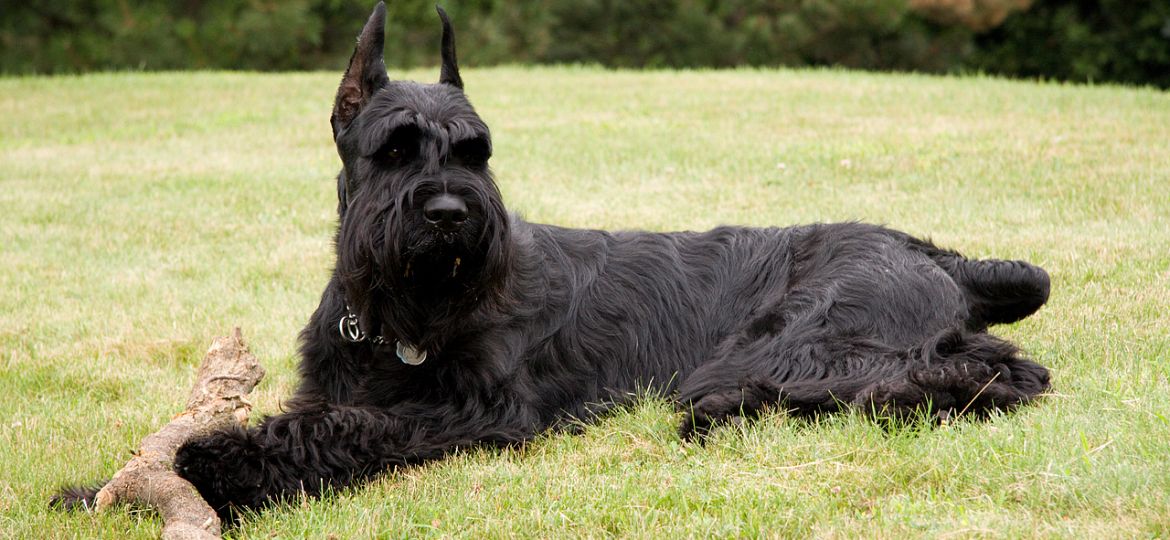 Schnauzer Gigante - raza de perro
