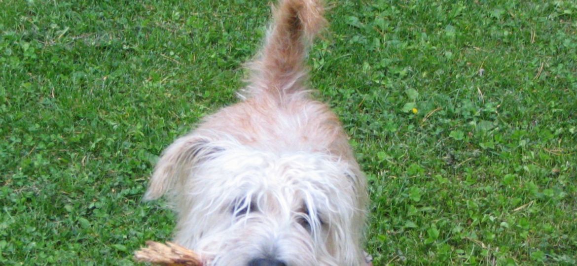 Glen of Imaal Terrier