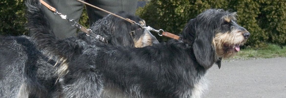 Grifón Azul de Gascuña - raza de perro