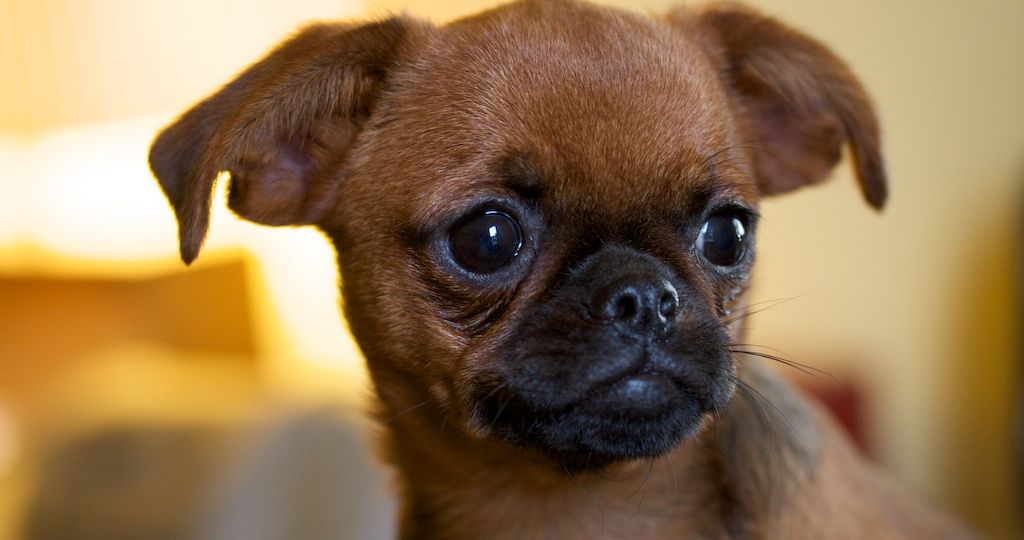 Grifón de Bruselas
